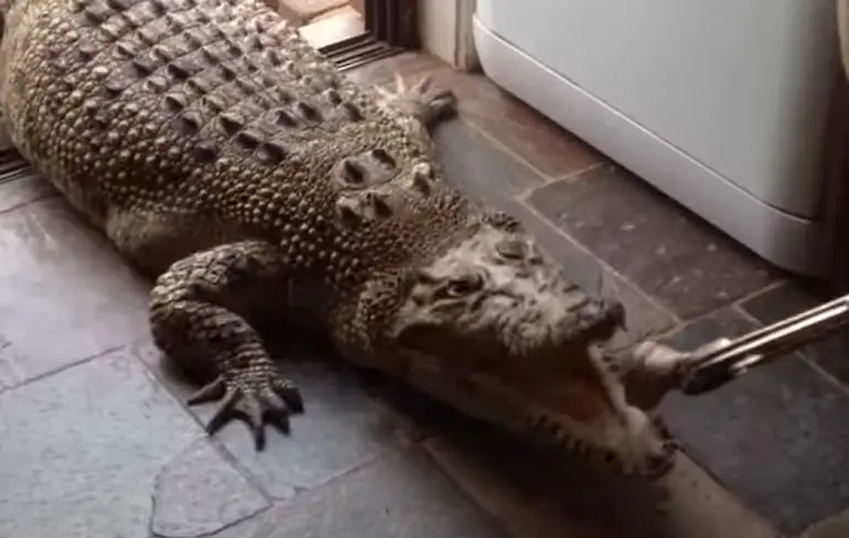 Zeekrokodil binnen laten voor een hapje eten