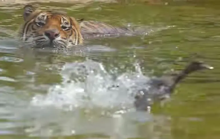 Aussie eend totaal niet onder de indruk van Sumatraanse tijger