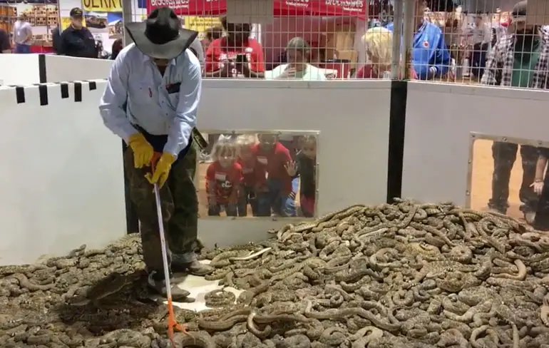 Gezellig kijkje nemen tijdens de Rattlesnake round-up