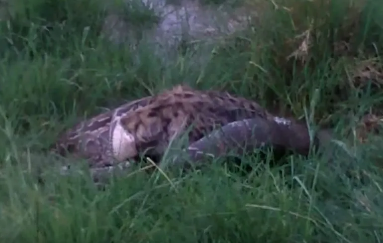 Als een Python trek in een Hyena heeft