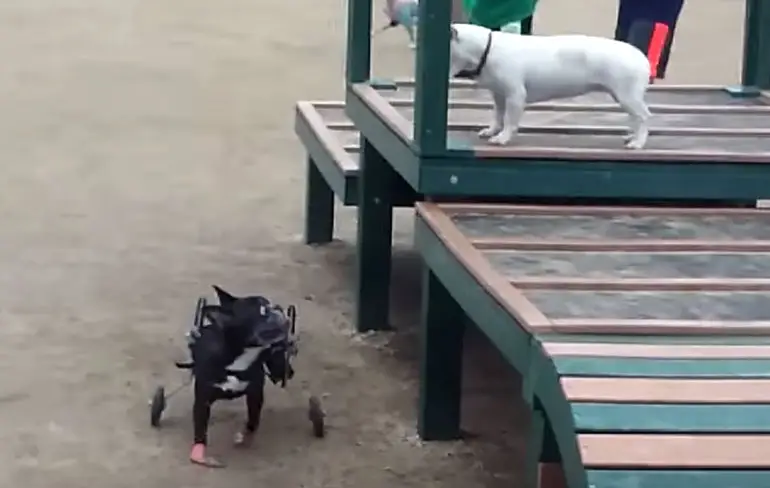 Hondje met wieltjes als achterpoten kan aardig driften
