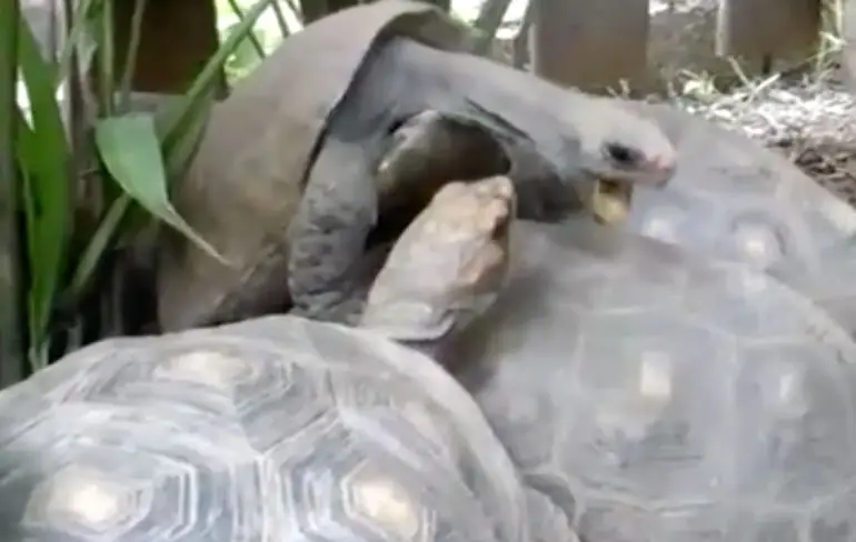 Donatello maakt vreemde geluidjes tijdens de daad
