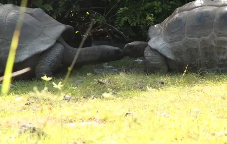 Ozzy Man geeft commentaar bij schildpad die in de aanval gaat