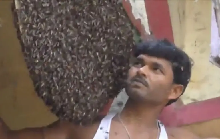 Man uit India totaal niet onder de indruk van mega bijennest