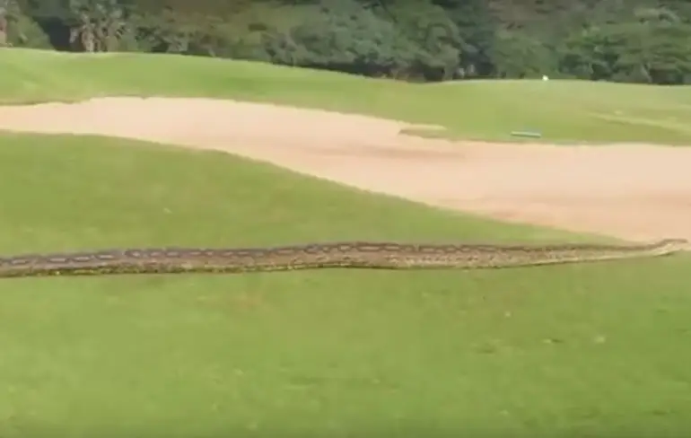 Mega Python brengt bezoekje aan de Zimbali Golf Course