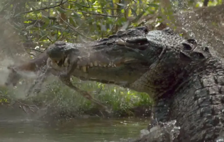 Australia's Deadly Monsters: Croc vs Roo