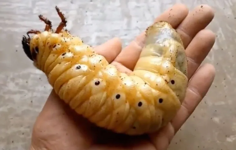 Bizarre transformaties in het leven van een Herculeskever