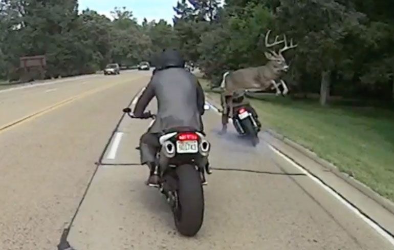 Als je ineens een hert tegenkomt tijdens het motorrijden