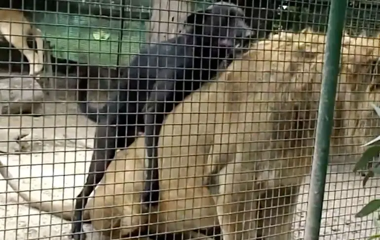 Hond gaat even leeuw berijden