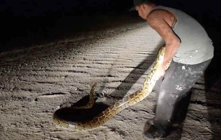 Nick voelde zich geroepen om een 4 meter lange Python te redden