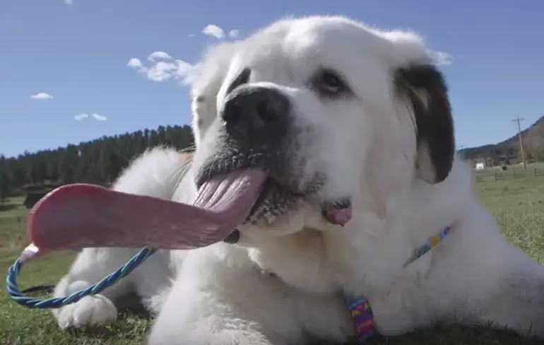 Mochi heeft de langste hondentong ter wereld