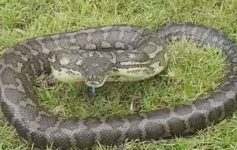 Enorme python heeft even geen zin in slangenvanger