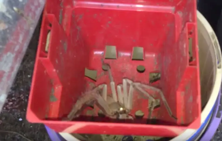 Huntsman Spider tussen de tuinspulletjes