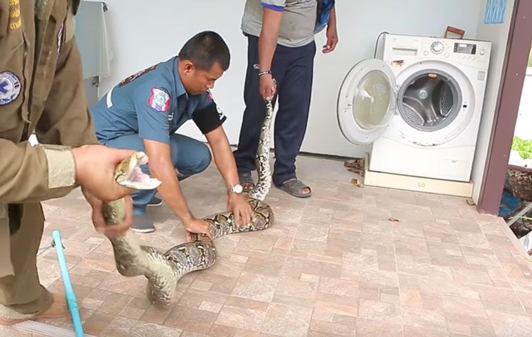 Thaise dude kan was niet draaien wegens mega python