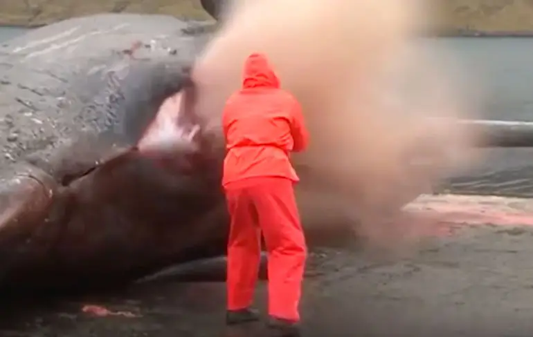 Walvis doet boem na lek prikken