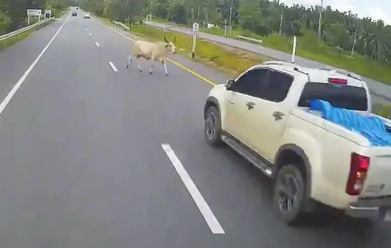 Auto ramt koe op Thaise snelweg