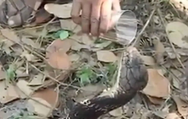 King Cobra drinkt even glaasje water