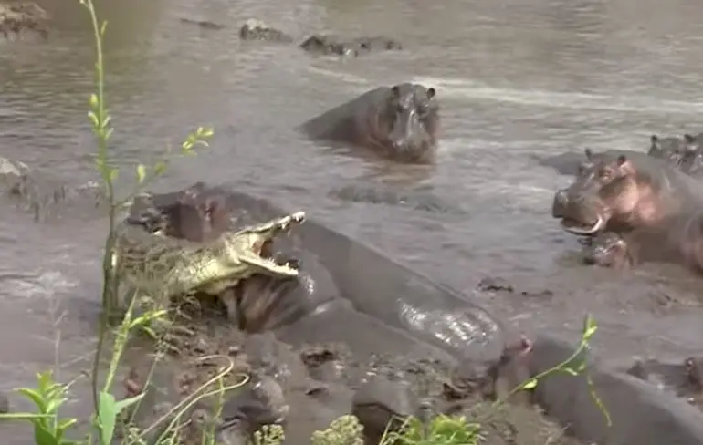 Krokodil krijgt het aan de stok met grote groep nijlpaarden