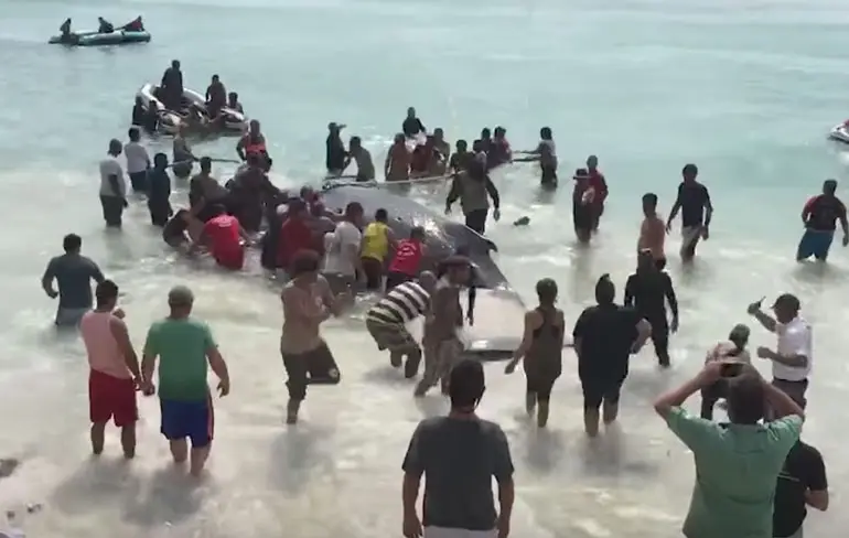 Brazilianen redden Bultrugwalvis
