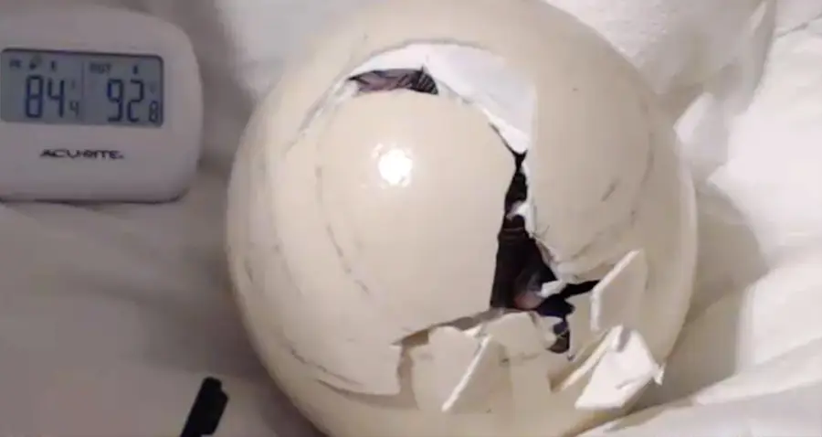 Livestream struisvogel komt uit ei