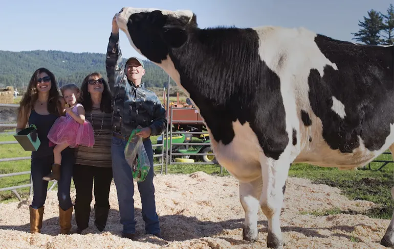 Grootste koe ter wereld laat 75 kilo per dag vallen
