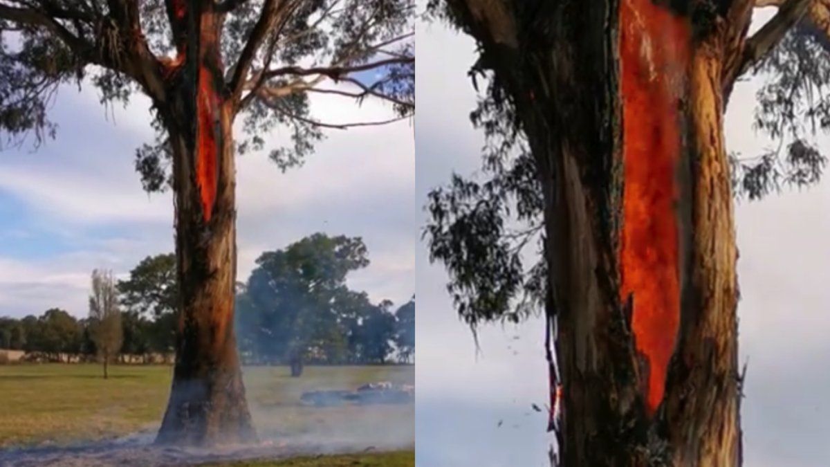 Australische boom brandt van binnenuit