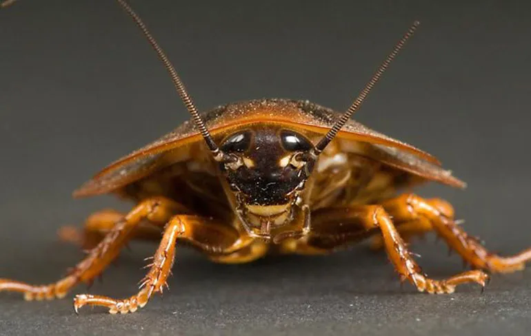 Weet je eigenlijk hoe kakkerlakken het doen?