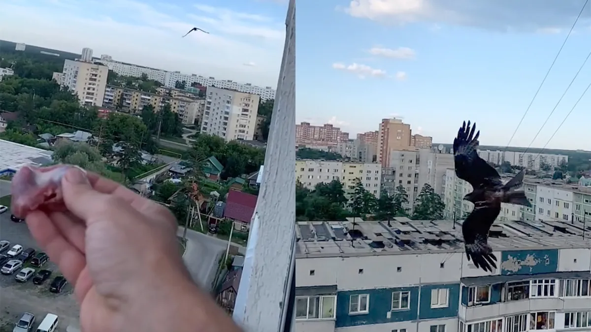 De meest brute manier om een roofvogel te voeren die je vandaag zult zien!