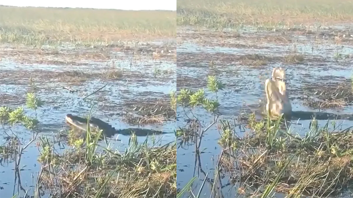 Mensen willen alligator met drone filmen, maar Gator hapt drone uit de lucht