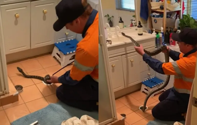 Putje liep niet door, 2 meter aan python zat in de weg