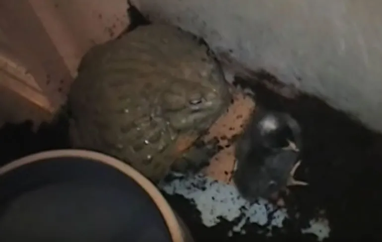 Afrikaanse Brulkikker lust wel wat