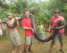 Anaconda vangen wegens opeten hond