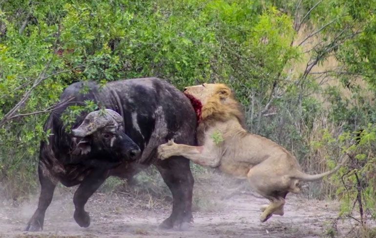 Buffel laat bips bijtende leeuw schrikken