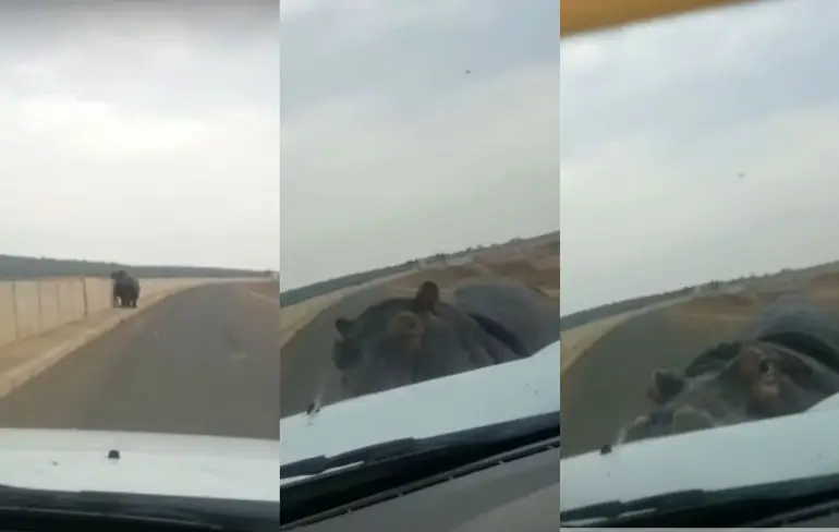 Nijlpaard doet botsauto na in Kruger National Park