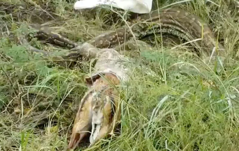 Als een slang over zijn nek gaat en een hert uitkotst