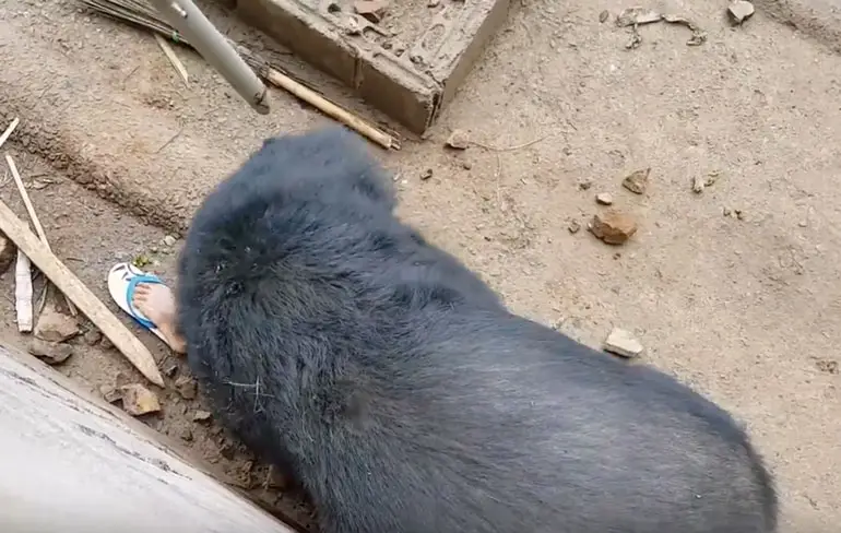 WTF: beer grijpt toerist die hem aan het pesten was