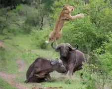 Buffel geeft leeuw een gooi