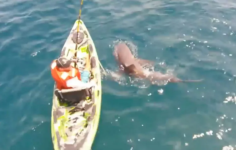 Als een Bull Shark je van de kajak gooit