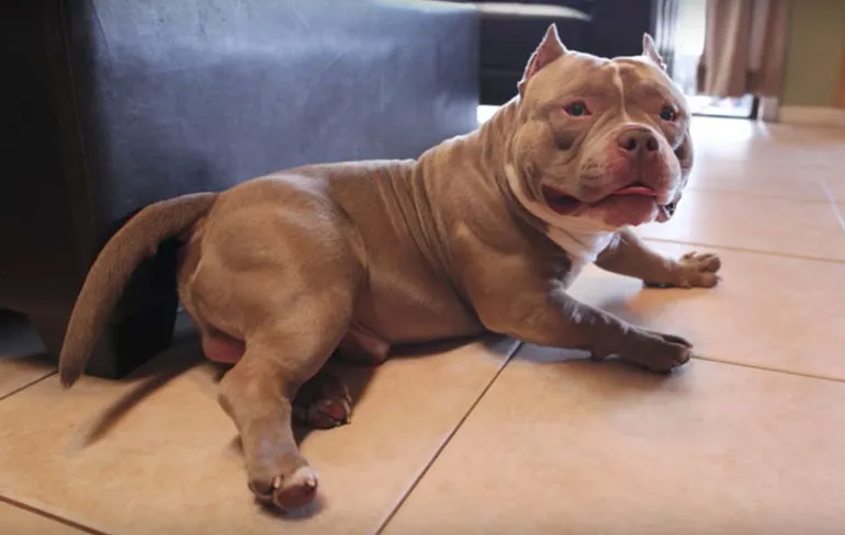 American Bully Venom: Krachtpatsertje van een half miljoen dollar