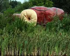 Anus Hotel