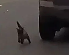 Katje speelt met zijn 9 levens