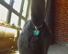 Twinkle Tush