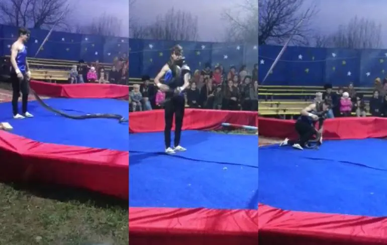 Python steelt de show tijdens circusvoorstelling