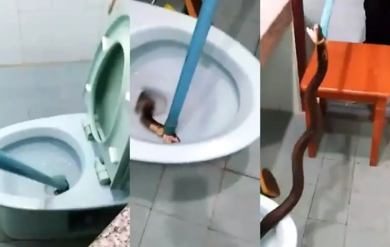 Nooit meer rustig poepje doen na King Cobra in de pot
