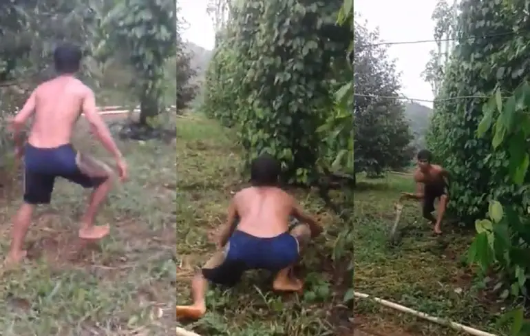 Vietnamese gast plukt mega cobra van zijn land