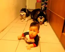 Honden doen kleintje na