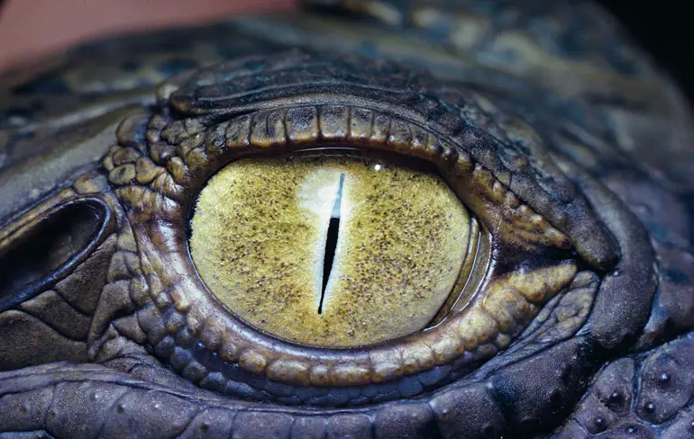 Blijf dan ook gewoon van de dinosaurus af