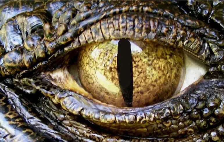 Aussie dude probeert indruk te maken op backpacker