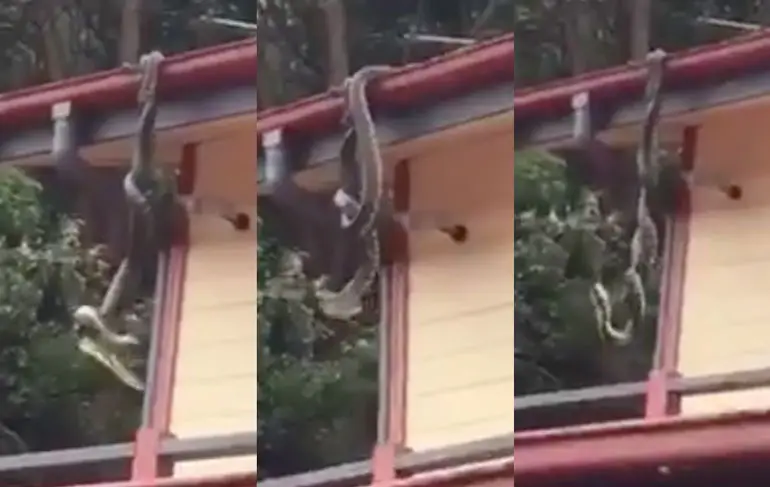 Twee pythons hebben mot in Queensland, Australië