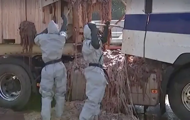 Slachtafval op de ring van Antwerpen